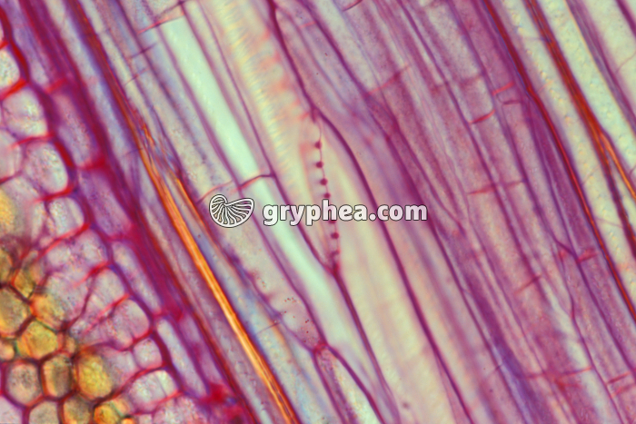 Tube criblé - Vigne CL x40 - gryphea.com